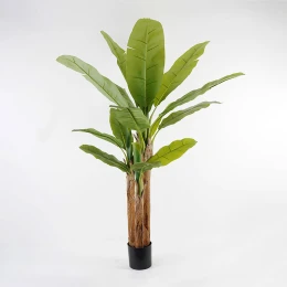 Διακοσμητικό Φυτό Σε Γλάστρα Banana Tree Inart Πράσινο Φ53X190Εκ